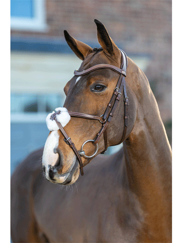 Le Mieux Arika Grackle Bridle