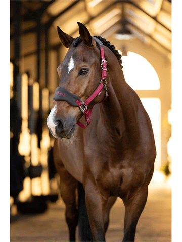 Le Mieux Vogue Fleece Headcollar and Leadrope Set