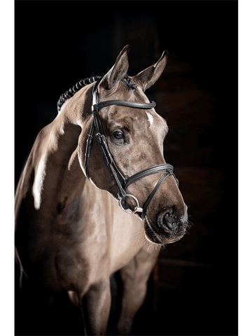 Le Mieux Arika Flash Bridle